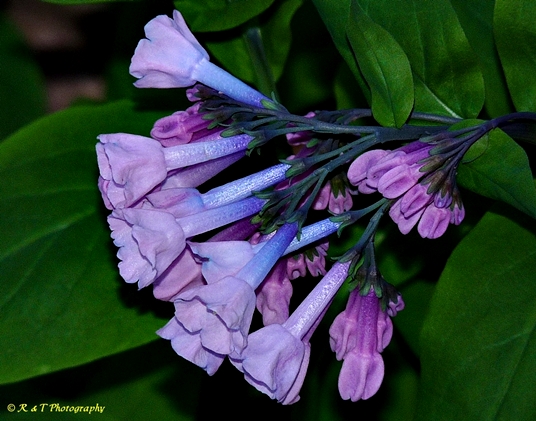 {Mertensia virginica}